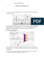 Replicación Del Adn