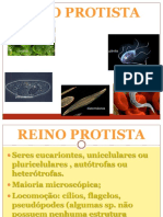 Reino Protista