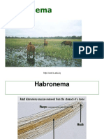 Habronema