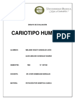 Cariotipo Humano-1