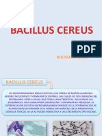 Bacillus Cereus