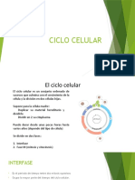 Ciclo Celular