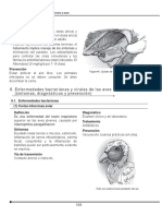 Enfermedades Bacterianas y Virales en Aves