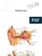 Human Ear