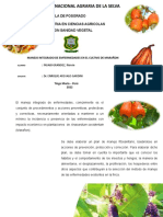 Mip de Cultivo de Marañon