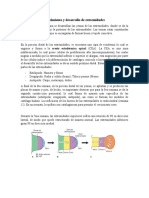 Crecimiento y Desarrollo de Extremidades