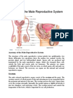 Anatomy of The Male Reproductive System