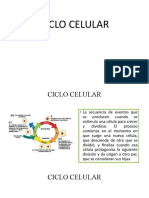 Ciclo Celular 2