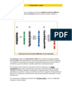 Cromosomas y Genes