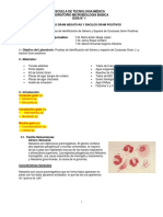 Guia #2 COCACEAS GRAM NEGATIVAS Y BACILOS GRAM POSITIVOS