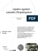 Principales Agentes Causales Fitopatógenos