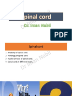 Spinal Cord