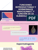 Funciones Reproductoras y Hormonales Masculinas (Y Función de La Glándula Pineal