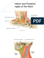 Unit 17 - Anterior Triangle of The Neck