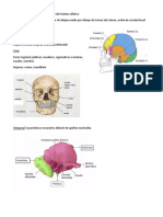 Anatomia Craneo