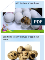 Uses of Egg in Culinary