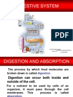 Digestive System