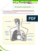 17 - Sistema Respiratorio