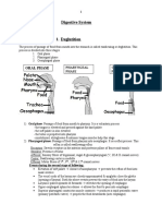 Digestive System Notes