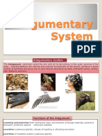 Integumentary System