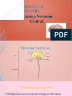 Sistema Nervioso Funciones