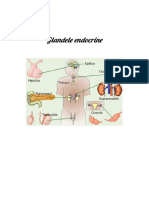 Glandele Endocrine - Colorat