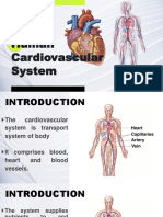 Human Cardiovascular System: Introduction To