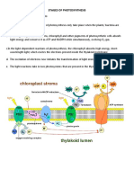 Stages of Photosynthesis