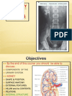 1 - Anatomy of Kidneys