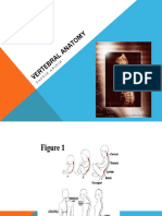 AD 5 Vertebral Anatomy