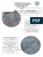 Practica 09 Lacazia Rinosporidium Conidiobolos Basidiobolos Prototheca - Dibujos