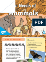 Needs of Mammals Powerpoint