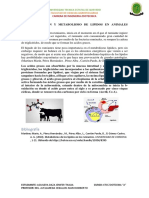 Absorcion y Metabolismo de Lipidos en Aminales Rumiantes