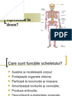 Scheletul Axial