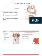Musculos de La Caja Toracica-1-1
