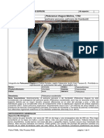 Pelecanus Thagus 15RCE FINAL