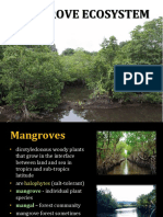 Mangrove Ecosystem