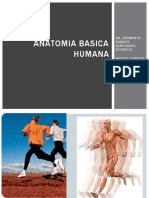 Anatomia Basica Humana