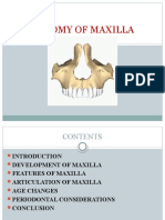 Maxilla