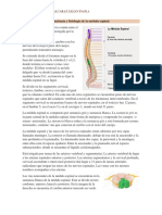 Anatomía y Fisiología de La Médula Espinal