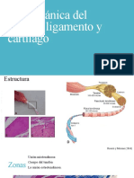 Biomecánica Del Tendón, Ligamento y Cartílago