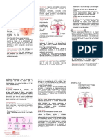 Triptico Aparato Reproductor Femenino