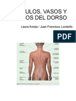 Musculos, Nervios y Vasos Del Dorso