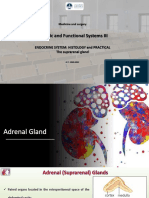 Endocrine Histology