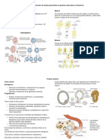 Flashcards Embrio