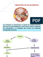 Digestion-Y-Absorcion-De-Proteinas Quimica