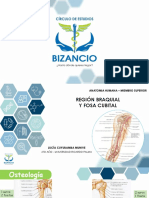 Clase 2 Region Braquial y Fosa Cubital Verano 2023