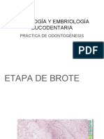 ODONTOGÈNESIS Practica