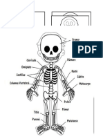 Huesos Del Cuerpo Huamno