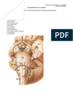 Tallo Cerebral - Taller Repaso